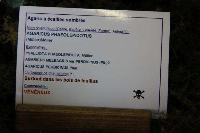 agaric-a-ecailles-sombres agaric-a-ecailles-sombres