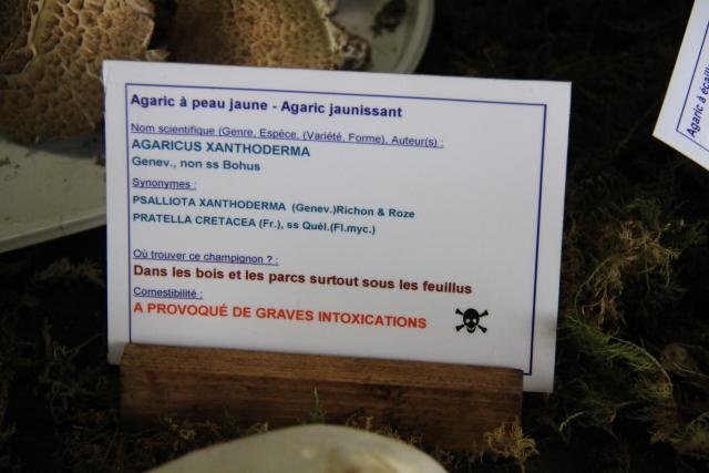 agaric-jaunissant agaric-jaunissant
