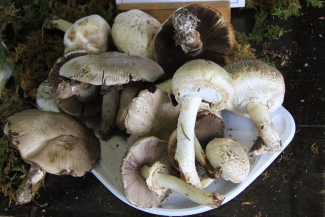 Page suivante agaric-jaunissant-variete-grise