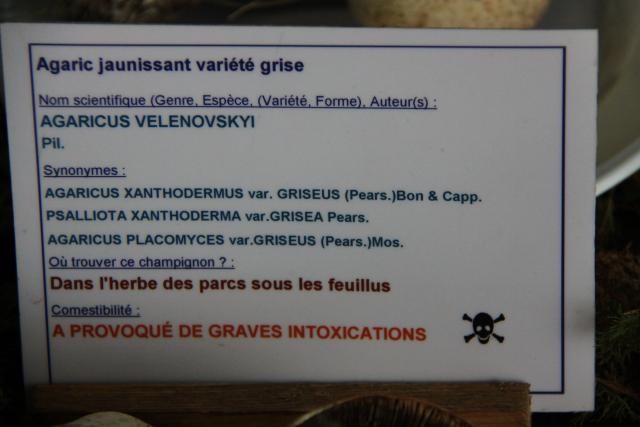 agaric-jaunissant-variete-grise agaric-jaunissant-variete-grise