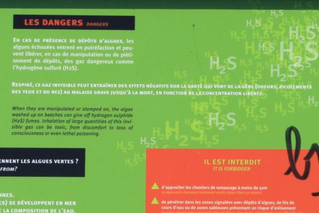 Algues vertes