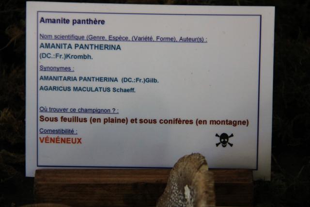 amanite-panthère amanite-panthère