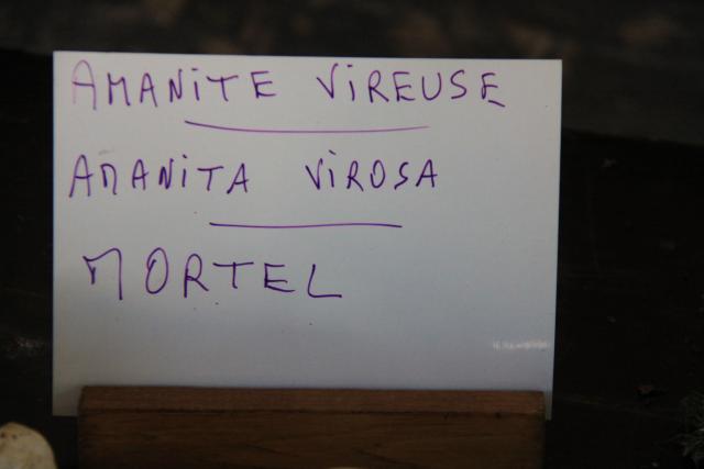 amanite-vireuse amanite-vireuse
