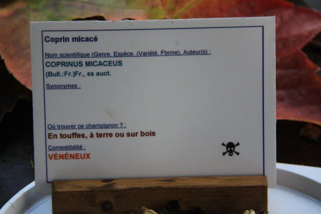 coprin-micace coprin-micace