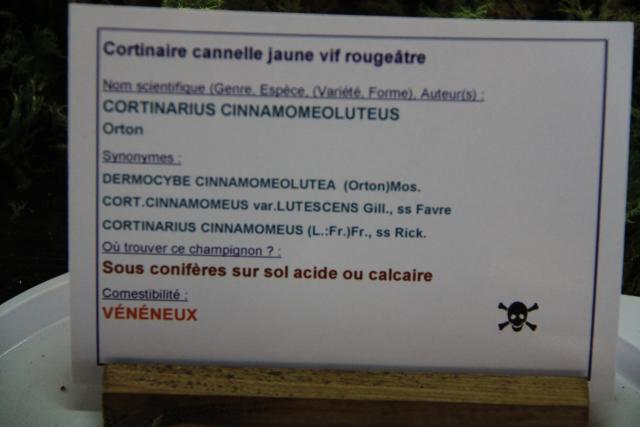 cortinaire-cannelle-cinnamomeoluteus cortinaire-cannelle-cinnamomeoluteus