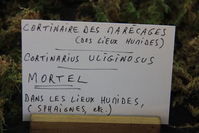 cortinaire-des-marecages-uliginosus cortinaire-des-marecages-uliginosus