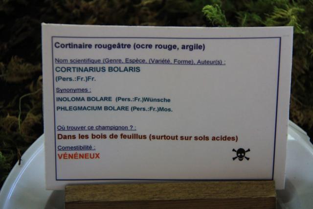 cortinaire-rougeatre cortinaire-rougeatre