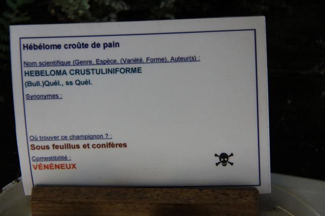 hebelome-croute-de-pain hebelome-croute-de-pain