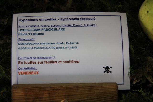 hypholome-fascilule hypholome-fascilule