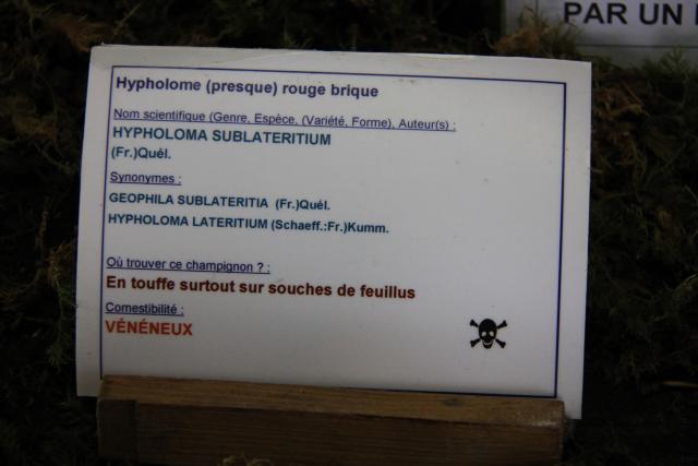 hypholome-rouge-brique hypholome-rouge-brique