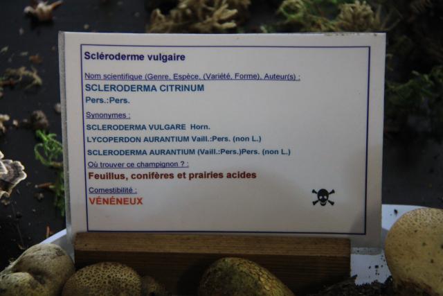 scleroderme-vulgaire scleroderme-vulgaire