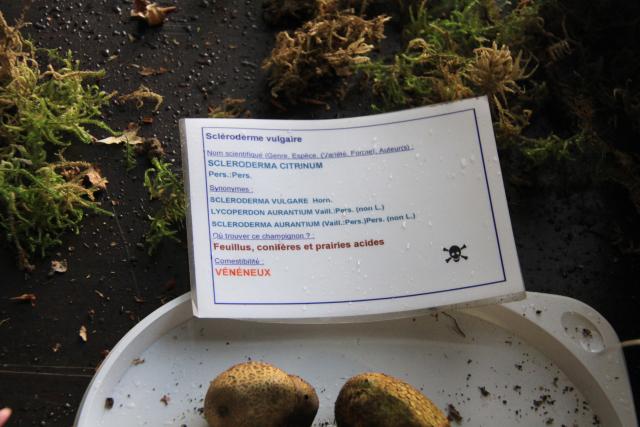 scleroderme-vulgaire scleroderme-vulgaire