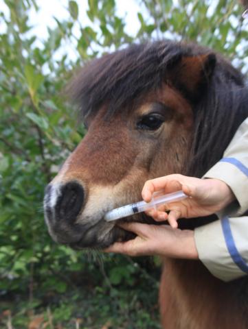 Page suivante Animaux