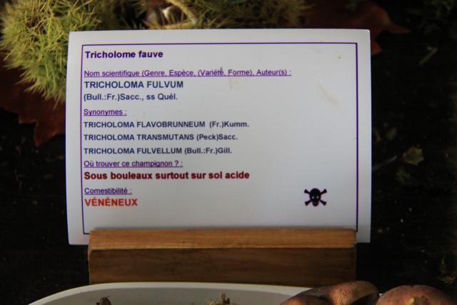 tricholome-fauve tricholome-fauve